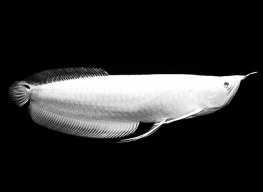 Loại cá cảnh đắt nhất thế giới, có con gần 10 tỷ đồng gây tò mò
